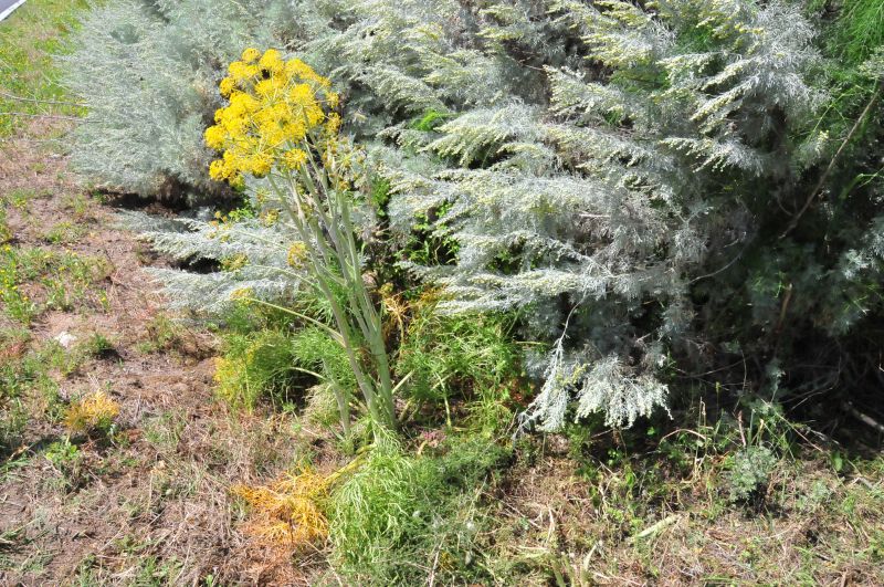 Thapsia garganica / Firrastrina comune